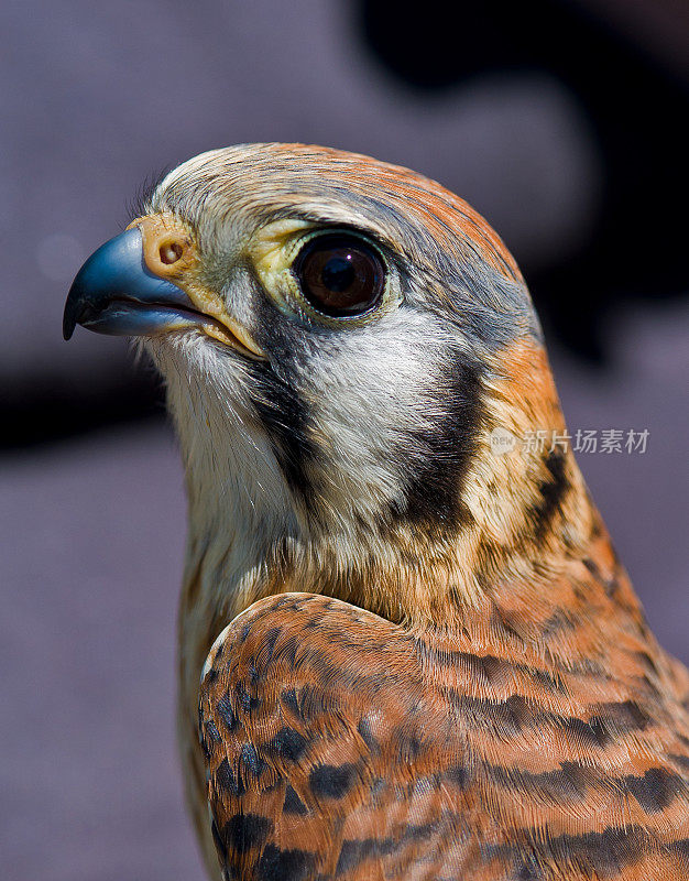 美洲红隼(Falco sparverius)，也被称为麻雀鹰，是北美最小和最常见的猎鹰。胡椒木自然保护区;圣罗莎;加州索诺玛县。隼形目,隼科。雌性动物。